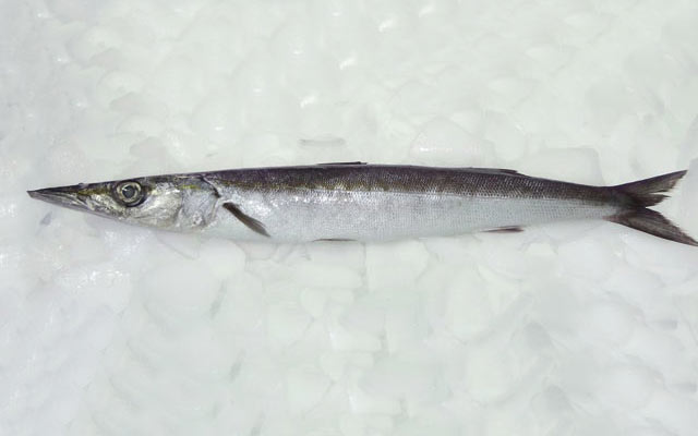 MEXICAN BARRACUDA – PICUDA