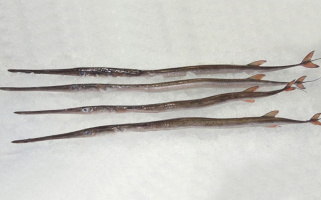 PACIFIC CORNET FISH – CORNETA