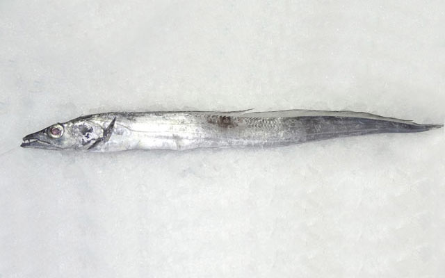 RIBBONFISH – CORBATA