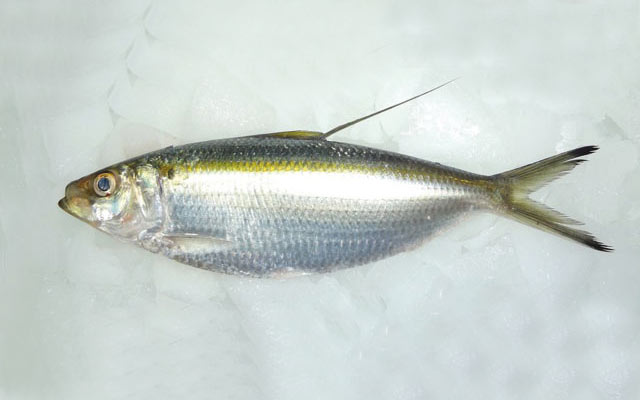 SARDINE – SARDINA