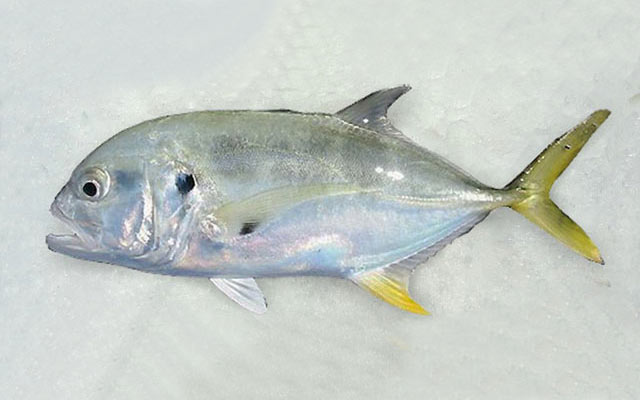 TREVALLY – BURRO