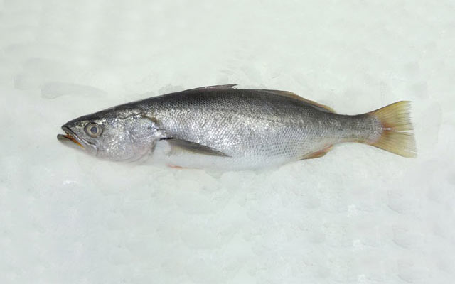 WEAKFISH – CACHEMA