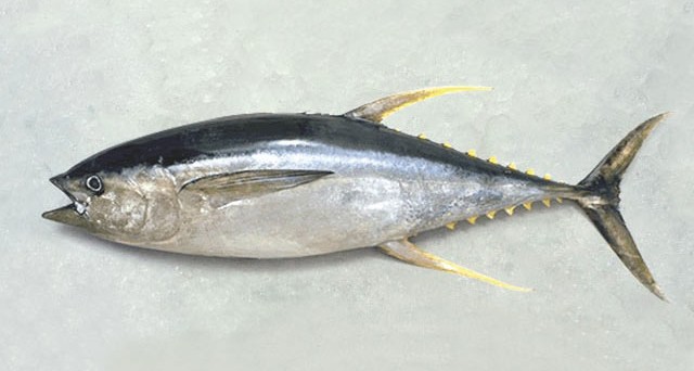 Frigolab San Mateo Frozen Fish Exporter Fish Exporter Ecuadorian 